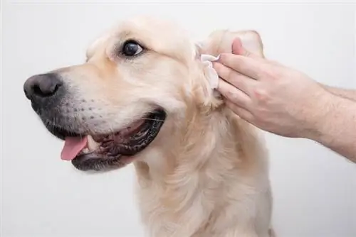 Pourquoi les oreilles de mon chien sentent-elles ? 4 raisons examinées par le vétérinaire