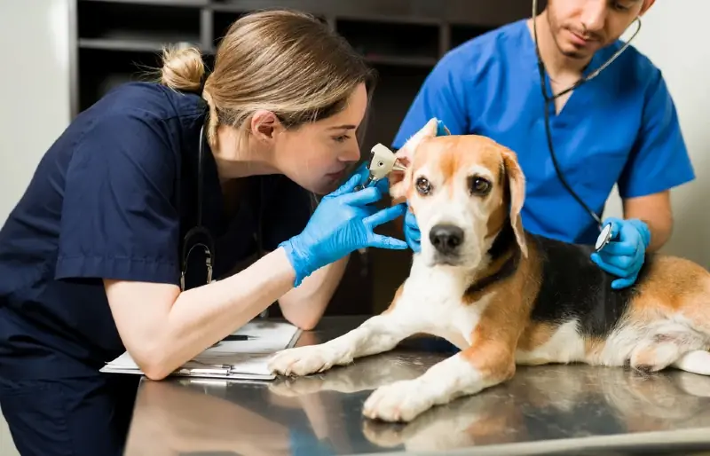 veterinar z otoskopom pregleda ušesa psa beagle