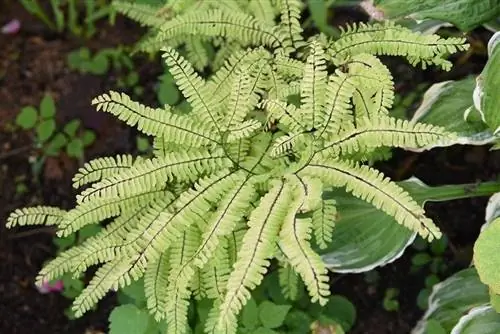 Adiantum-pedatum-Pteridaceae_photoPOU_shutterstock