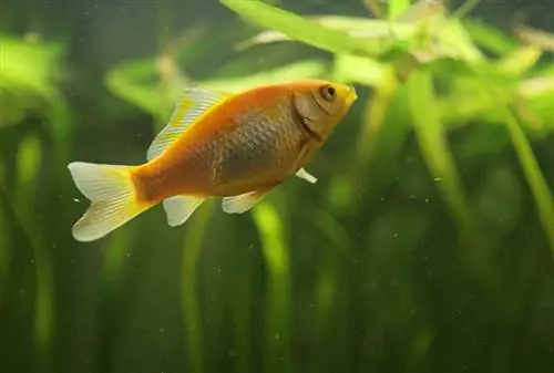 watonai goldfish într-un rezervor