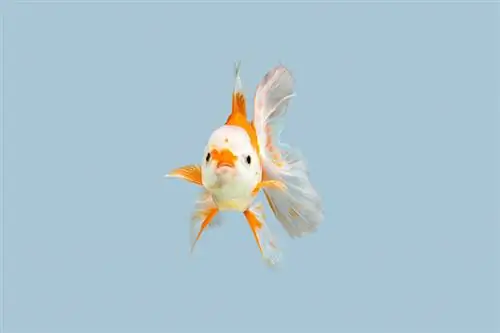 izumo nankin goldfish on blue background