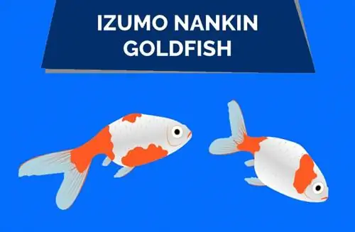 Izumo Nankin Goldfish: guía de cuidado, variedades & Vida útil (con imágenes)