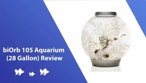 BiOrb 105 Aquarium (28 Gallonen) Testbericht 2023 – Vor- und Nachteile & Endgültiges Urteil