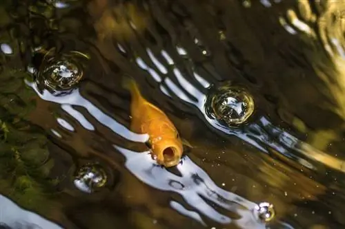 goudvis aan de oppervlakte met bubbels