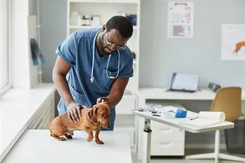 veterinario que cuida a un perro salchicha