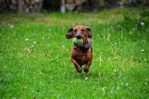 perro salchicha jugando con pelota