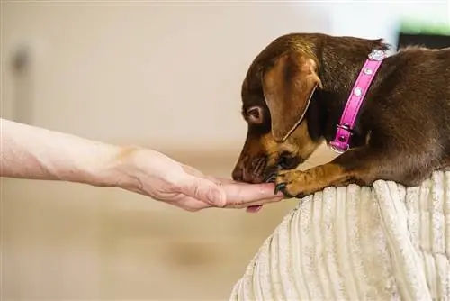 mano alimentando a un perro salchicha