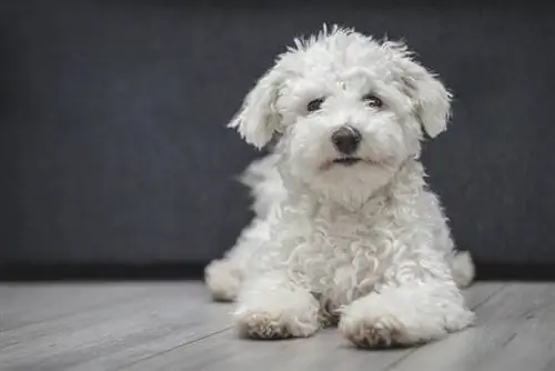 Glad raceren Bichon frise hund liggende på gulvet