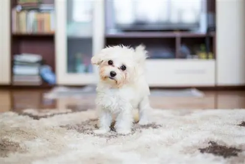 Bichon Frise Woonkamer