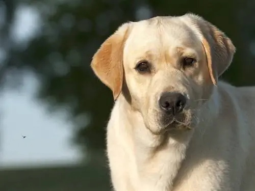 americký labrador