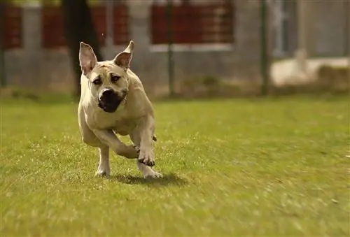 boerboel ua