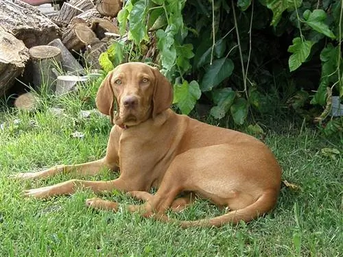 Hungarian vizsla