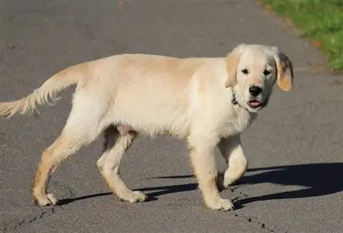 Golden retriever