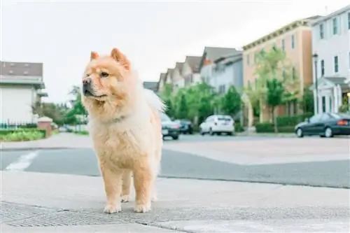 chow chow màu vàng