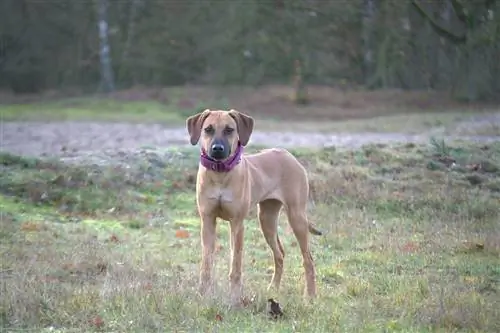 ridgeback rhodesian kuning