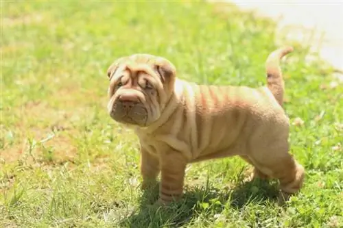 cachorro shar pei