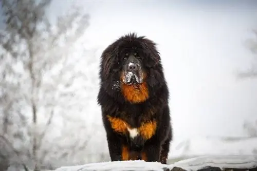 Tibetischer Mastiff