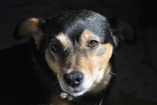 Australian Kelpie