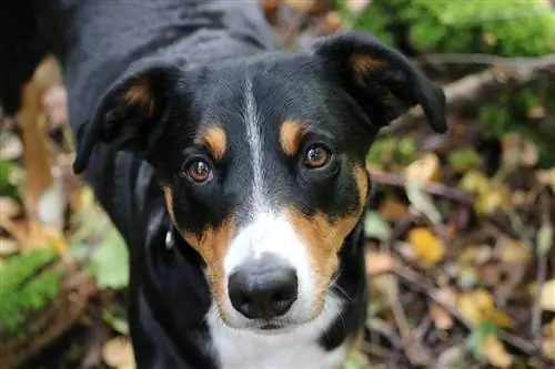 appenzeller sennenhund