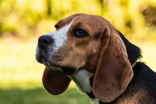 närbild beagle