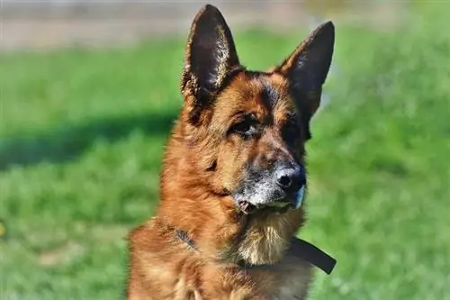 German Shepherd