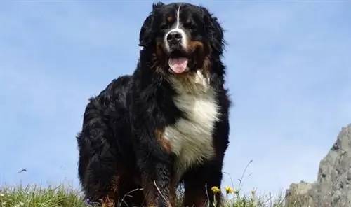 Anjing Gunung Bernese