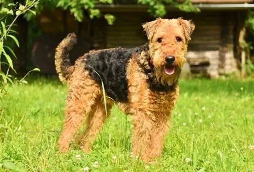 Airedale Terrier: xyuas