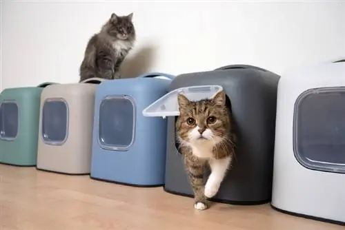 ilang litter box para sa maraming pusa sa isang sambahayan