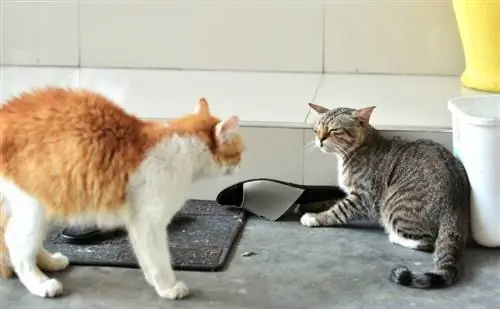 dois gatos brigando um sendo agressivo com o outro