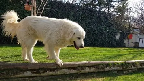 akbaş köpeği