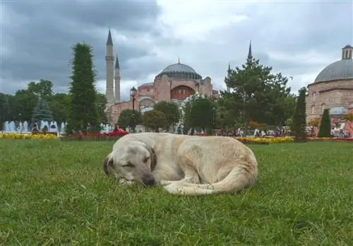 7 Turkish Dog Breeds (Nrog Cov Duab) - Cov Txheej Txheem Ua tiav