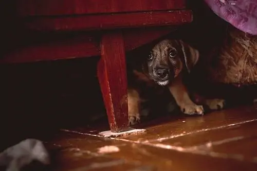 Le chien a soudainement peur de quelque chose dans la maison ? Solutions & Raisons de ce comportement