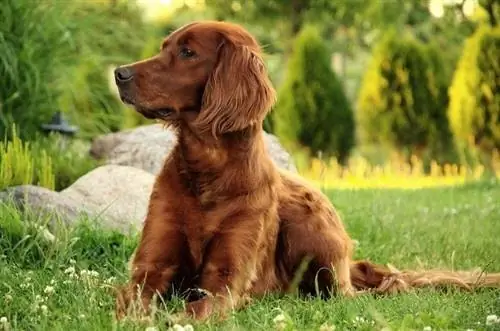 Irlandiyalik Setter