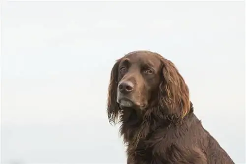 Vokiečių ilgaplaukės pointer_Burry van den Brink_Shutterstock vadovas