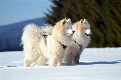 samojedas