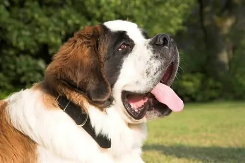 100+ St. Bernard-namen: ideeën voor gigantische & lieve honden