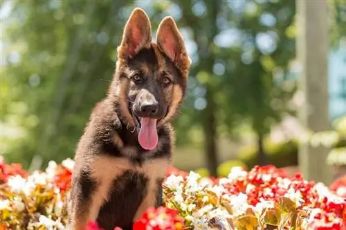 2 Monate alter deutscher Schäferhund_Joseph Gruber_shutterstock