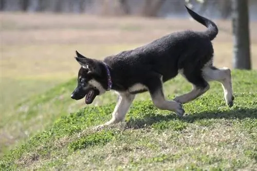 tatlong buwang gulang na AKC na nakarehistrong German shepherd_Allen JM Smith_shutterstock