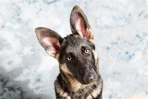 German Shepherd 4 lub hlis qub_Simone O_shutterstock