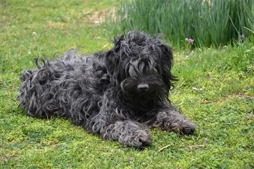 puli-puppy buiten