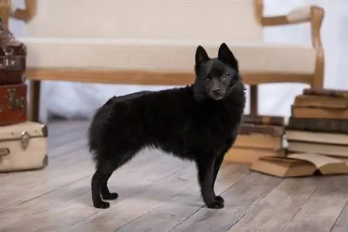 Schipperke