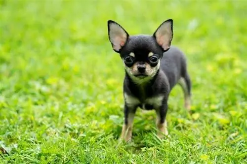 Theekop Chihuahua