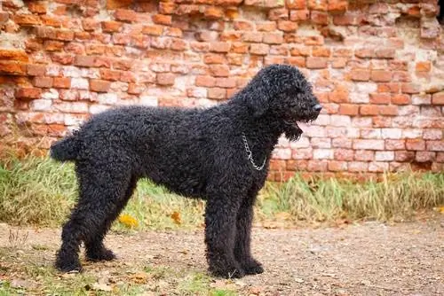 schwarzer russischer Terrier