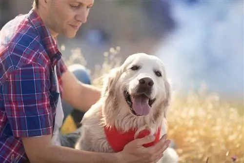 anjing tersenyum dalam bandana merah