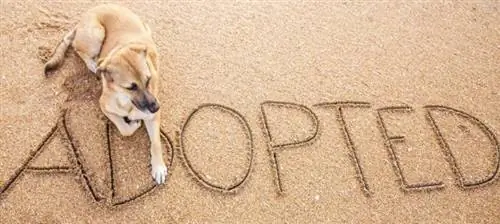 100+ namen van reddingshonden: ideeën voor geadopteerde & dankbare honden