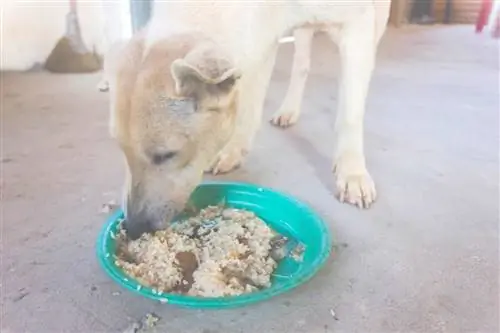 perro comiendo arroz