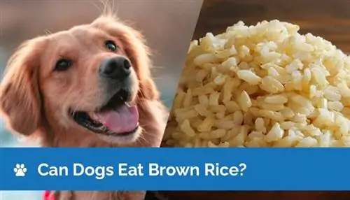 Cachorro pode comer arroz integral? O que você precisa saber