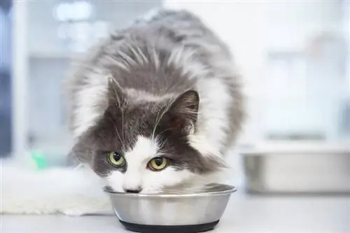 gato de pelo largo comiendo comida de un cuenco para gatos