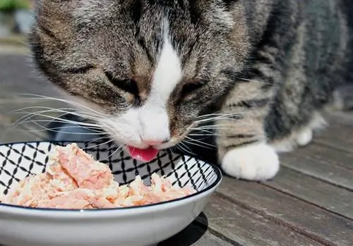 Chat qui mange du thon