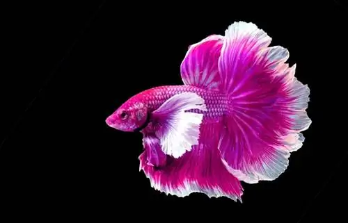 betta pesce